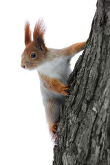 Squirrel on the tree