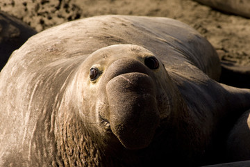 Elephant seal in california