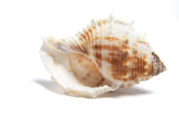 Conch Shell