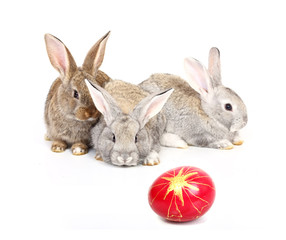 easter rabbits