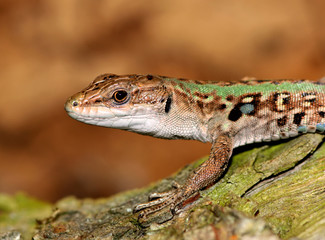 Podarcis sicula - Ruineneidechse