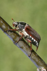 Maikäfer im Obstbau