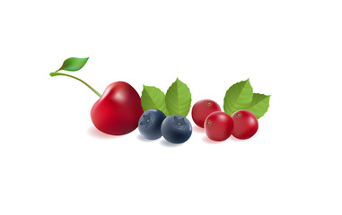 set of vector berries