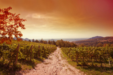 Panoramic view of a vineyard in Tuscany, Italy.