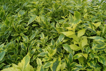 Green leaves of plants
