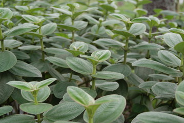 Green leaves of plants