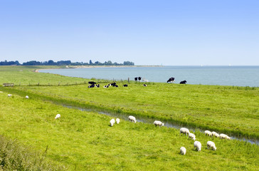 Summer in the River forelands