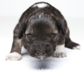 small brown puppy