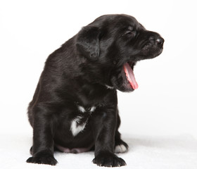 black puppy