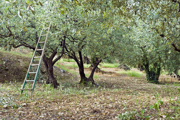 Olive Orchard