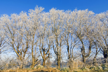 Hoarfrost trees