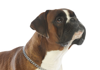 tête de boxer de trois quart