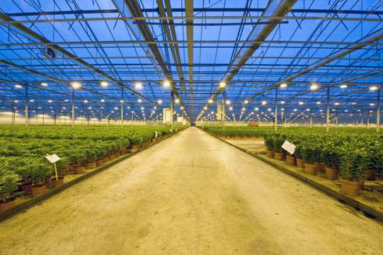 Glasshouse transport lane