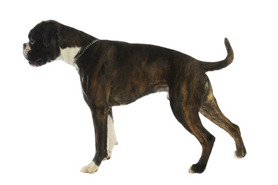 boxer bring&eacute; de profil en position tendue