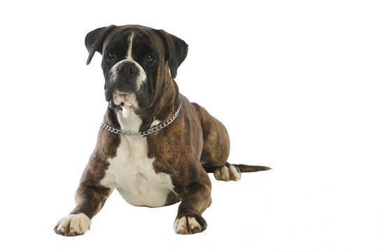 german boxer &eacute;tendu de tout son long de face