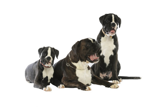 trois boxers en famille - ressemblance h&eacute;r&eacute;ditaire