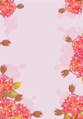 red roses on pink background