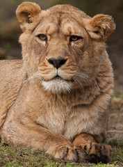 Lion 6673
