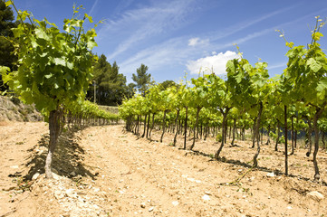 vineyard