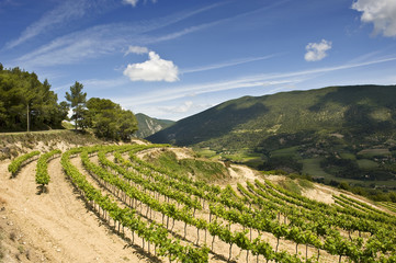 French Vineyards