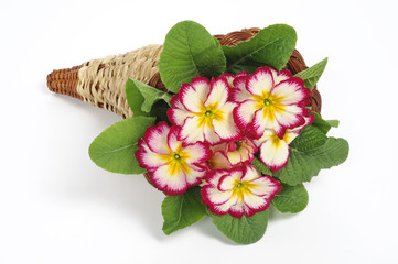 Primula fuxia e bianca