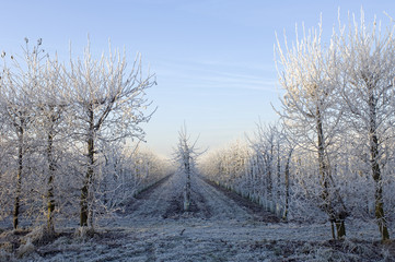 Winter Orchard