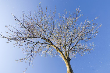 Thawing Hoarfrost