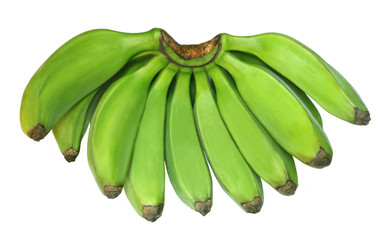 Green banana known as Plantain © Swapan