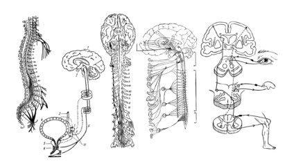 Vector. Central nervous system