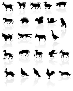 Animals with reflection on white background.
