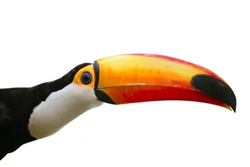 Photo sur Plexiglas Toucan Oiseau Toucan coloré en fond blanc