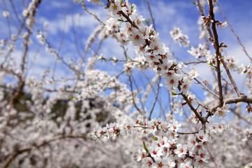 Almond flower trees field  pink white flowers