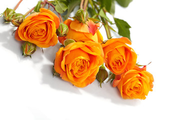 Orange roses