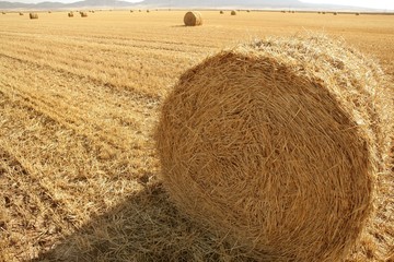 Hay round bale of dried wheat cereal