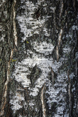 Natural bark of birch texture