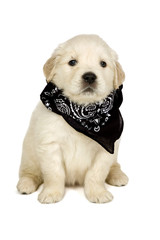 Golden retriever puppy on white background