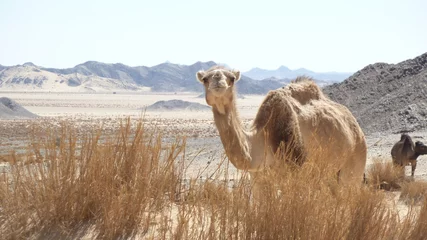 Gardinen Kamel © Regis Doucet