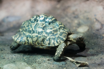 Leopard tortoise (lat. Geochelone pardalis)