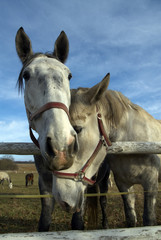 Fototapeta premium portrait of two horses