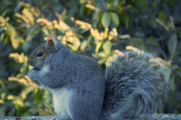 Obraz premium Gray Squirrel