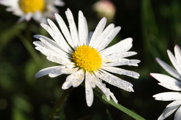 Fototapeta premium Gänseblümchen mit Tautropfen