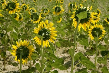 Sunflower plantation vibrant yellow flowers