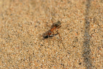 mercerized brown forest ants