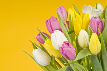 Colorful Tulips on Yellow Background