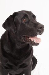 Retriever Labrador dog of a black shade in studio