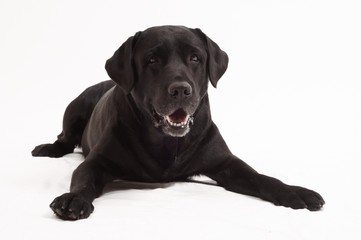 Retriever Labrador dog of a black shade in studio