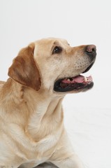 Retriever Labrador dog of a yellow ivory creme shade in studio
