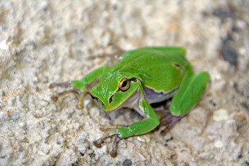 Mittelmeerlaubfrosch