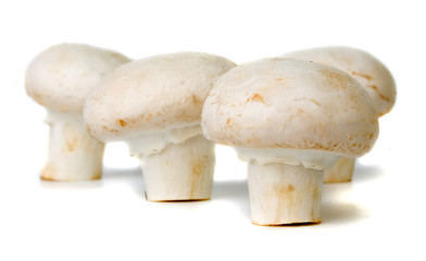 Button mushroom (champignon)
