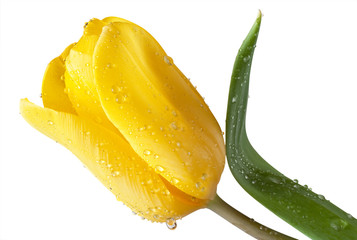Fototapeta na wymiar Yellow tulip